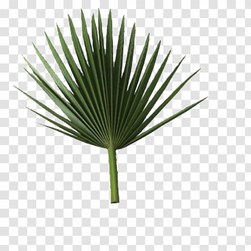 Sabal Palm Arecaceae Branch Leaf Frond - Leaves Transparent PNG