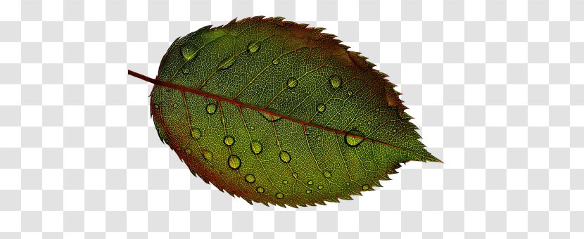 Rose Leaf Plant Drop - Fruit Transparent PNG