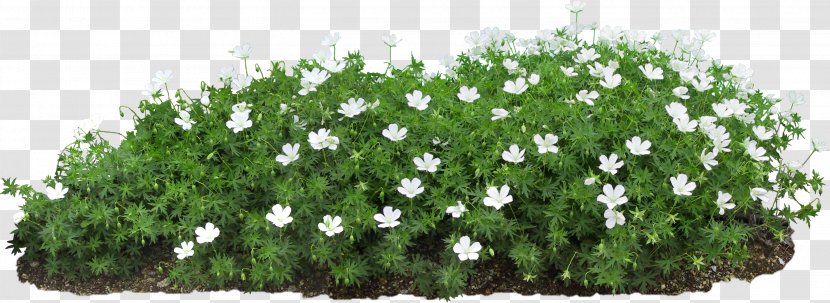 Flower Seed Plant Propagation - Nursery Transparent PNG