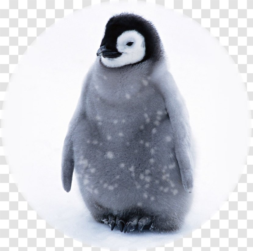 Baby Penguins Infant Cuteness - Penguin Transparent PNG