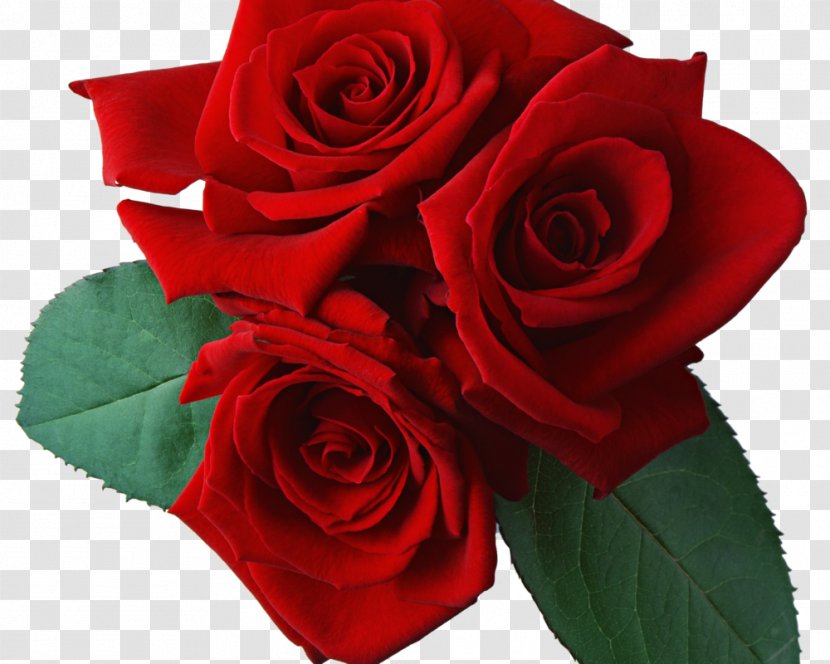 Rose Clip Art - Petal - Red Flowers Transparent PNG