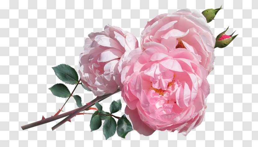 Pink Flowers Floral Design Floristry - Rosa Centifolia - Flower Transparent PNG