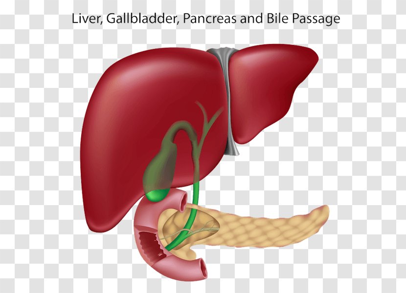 Liver And Gallbladder Pancreas Bile Duct - Heart - Human Transparent PNG