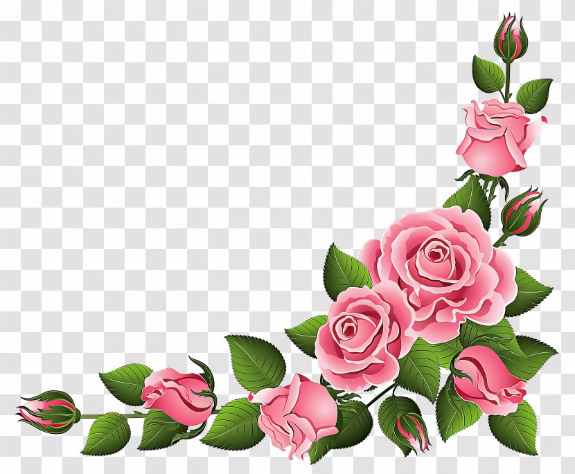 Garden Roses - Flowering Plant - Petal Transparent PNG