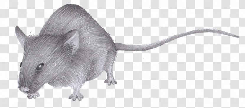 Rat Gerbil Whiskers Snout Black & White - M - MMouse Drawing Clipart Transparent PNG