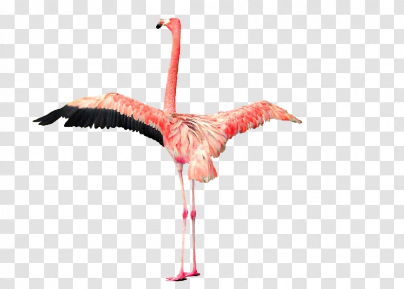 Plastic Flamingo Clip Art - Wing Transparent PNG