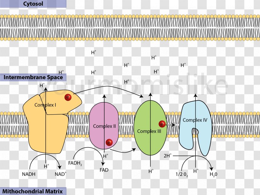 Electron Transport Chain Cellular Respiration Redox Transfer - Watercolor - Artificial Transparent PNG