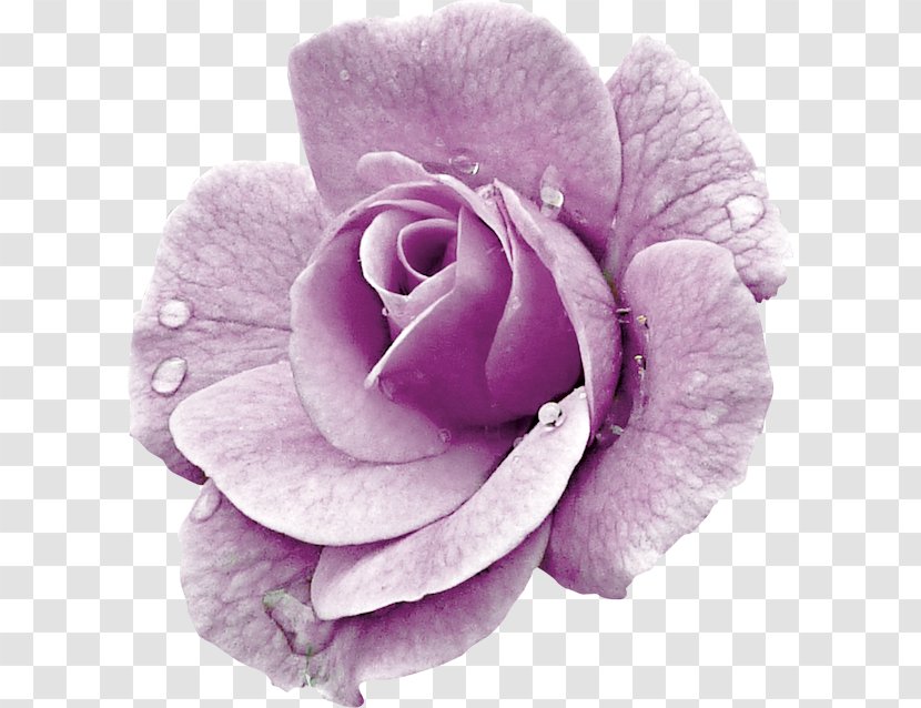 Garden Roses Flower Red Image - Bouquet - Barra Filigree Transparent PNG
