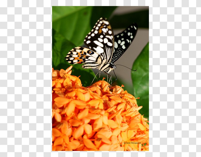 Monarch Butterfly Peggy Notebaert Nature Museum Insect - Nymphalidae - Jyoti Vector Transparent PNG