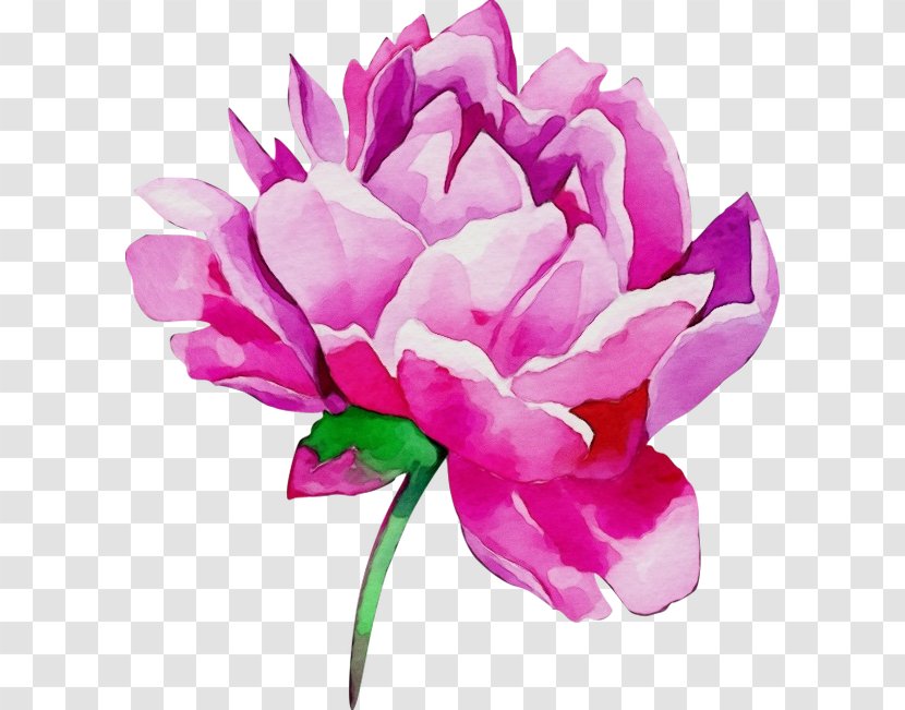 Watercolor Pink Flowers - Peony - Paint Artificial Flower Transparent PNG