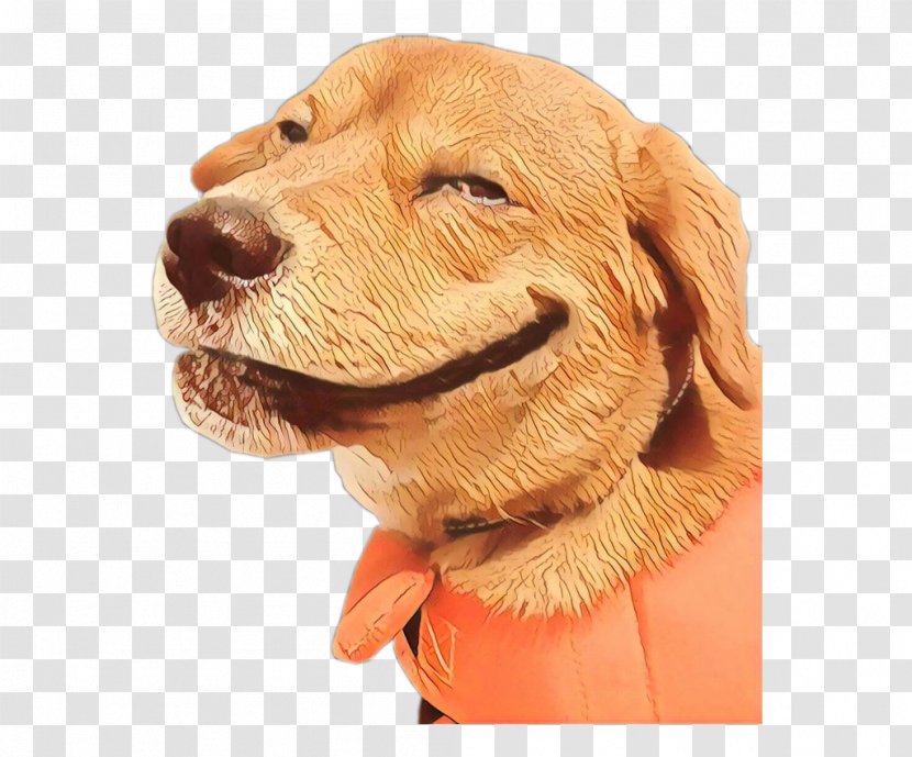 Golden Retriever Background - Gun Dog - Smile Spaniel Transparent PNG