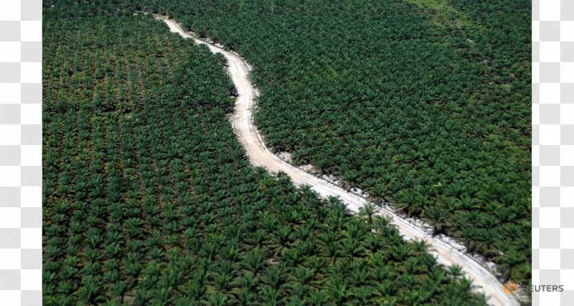 Roundtable On Sustainable Palm Oil Riau Rainforest Destruction - Grass Family Transparent PNG