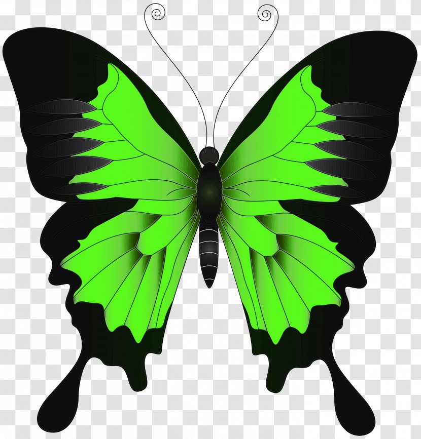 Green Leaf Watercolor - Butterfly - Logo Symbol Transparent PNG