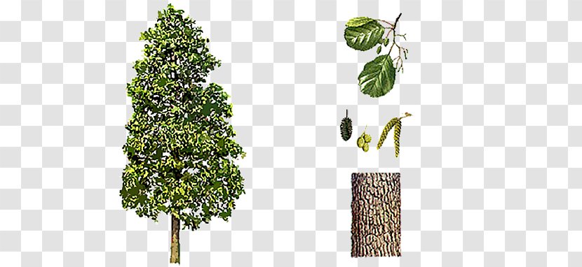 Black Alder Grey Broad-leaved Tree Alnus X Spaethii - Bark Transparent PNG