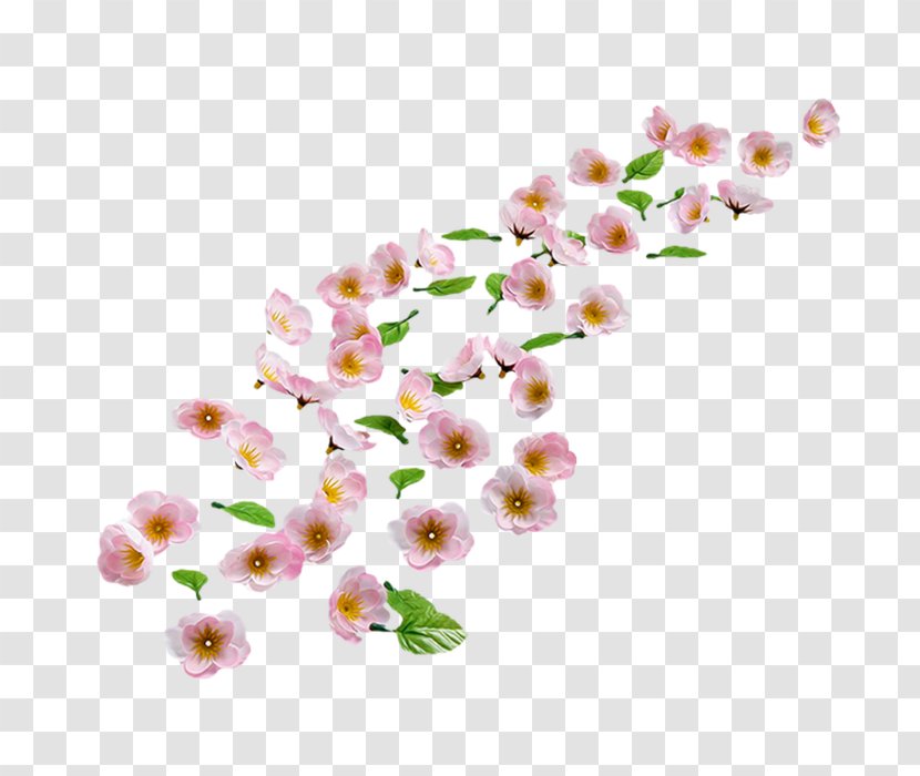 Cherry Blossom Sweet Almond Flower Transparent PNG