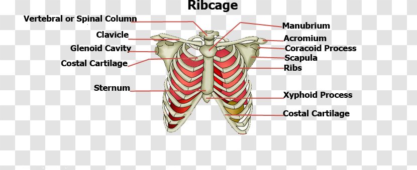 Rib Cage Sternum Human Body Bone - Flower - Structure Transparent PNG