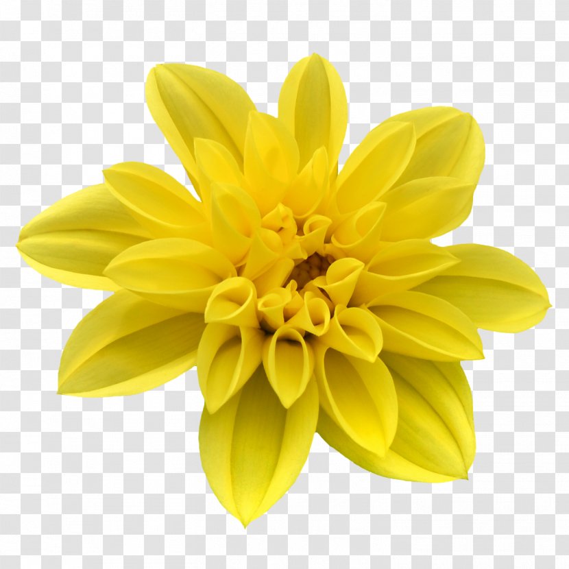 Flower Designer Petal - Dahlia - Beautiful Floral Design Transparent PNG