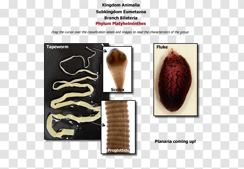 Homo Sapiens Jaw - Organism - Design Transparent PNG