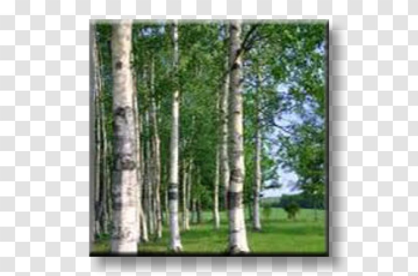 Birch Russia Photography Broad-leaved Tree - Forest - Betula Pendula Transparent PNG