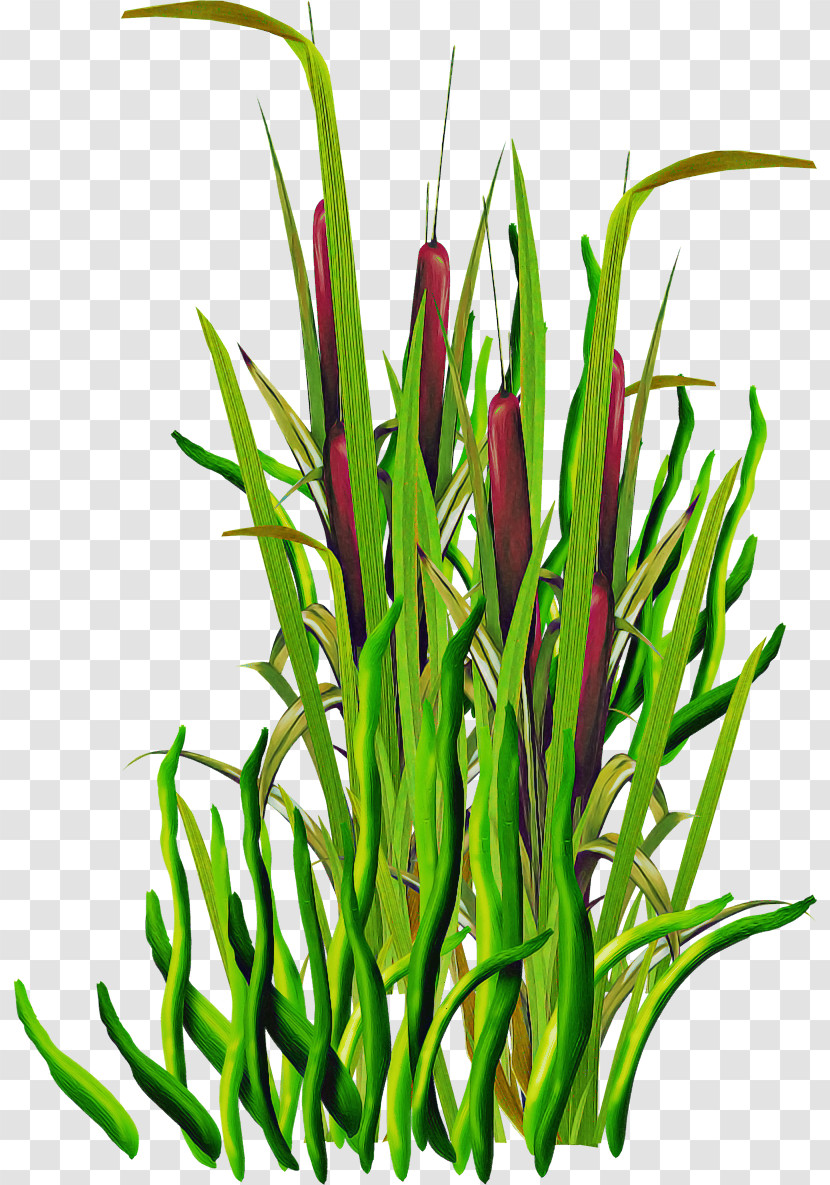 Plant Grass Flower Grass Family Plant Stem Transparent PNG