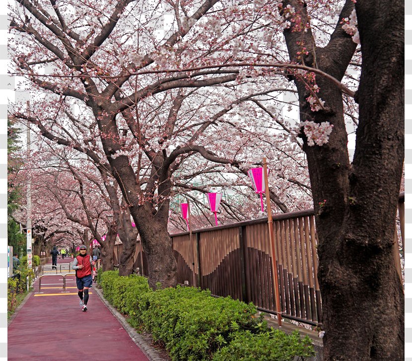 Tokyo National Cherry Blossom Festival - Sidewalk - Beautiful Transparent PNG