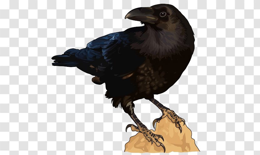 American Crow Rook Common Raven New Caledonian Bird - Frame Transparent PNG