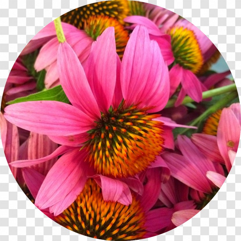 Herbalism Medicine Medicinal Plants Coneflower - Annual Plant - Echinacea Transparent PNG