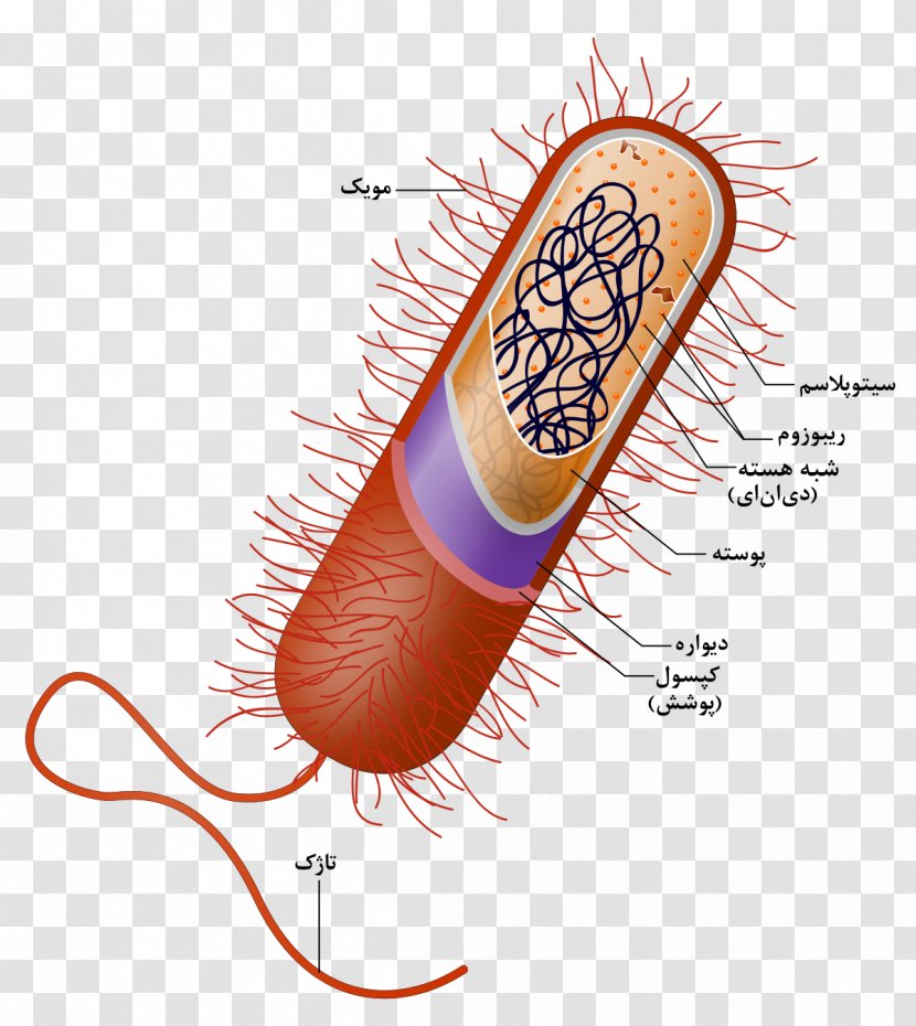 Prokaryote Cell Nucleus Bacteria Organelle - Monera - Persian Transparent PNG