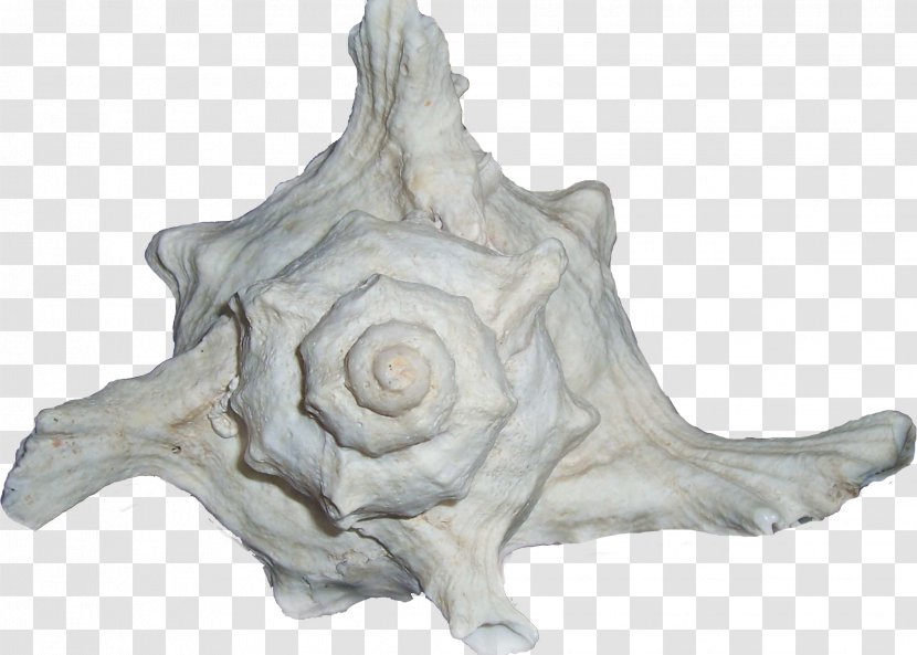 Shankha Conch Scrapbooking Decoupage Motif - Figurine - Seashell Transparent PNG