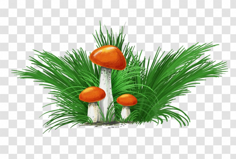 Grasses Family - Grass - Mushroom Transparent PNG