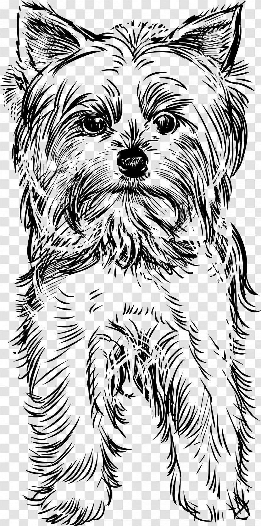 Yorkshire Terrier Puppy Drawing Clip Art - Whiskers - Yorkie Transparent PNG