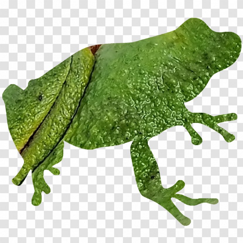 Frog Silhouette Spring Peeper Clip Art - Chorus - Design Transparent PNG