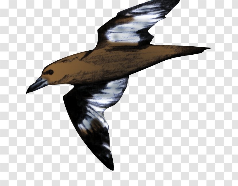 Eagle Seabird Wader Water Bird - Charadriiformes Transparent PNG