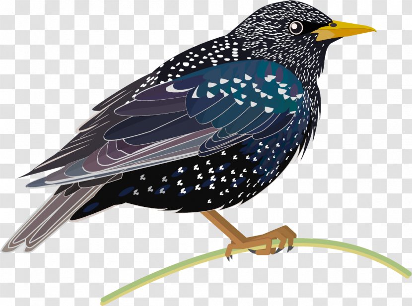 Common Starling Bird Asian Glossy Beak Tasman - Blackbird - Fungi Transparent PNG