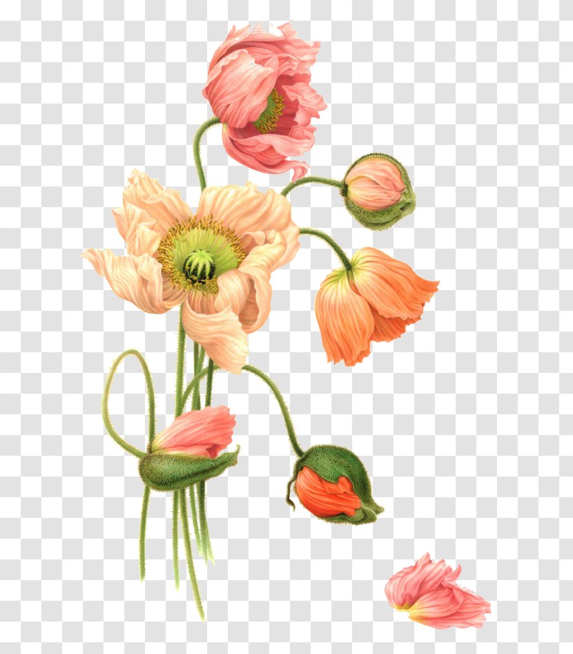 Flower Watercolor Painting Illustration - Cut Flowers - Orange-red Transparent PNG