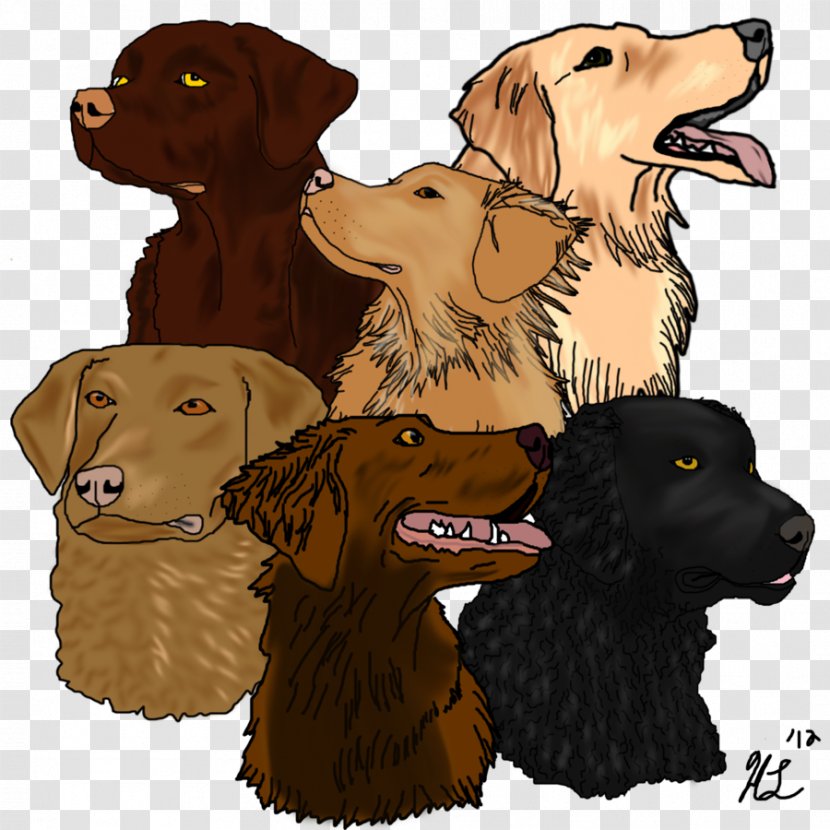 Labrador Retriever Flat-Coated Golden Boykin Spaniel Dog Breed - Flatcoated - Nova Scotia Duck Tolling Transparent PNG