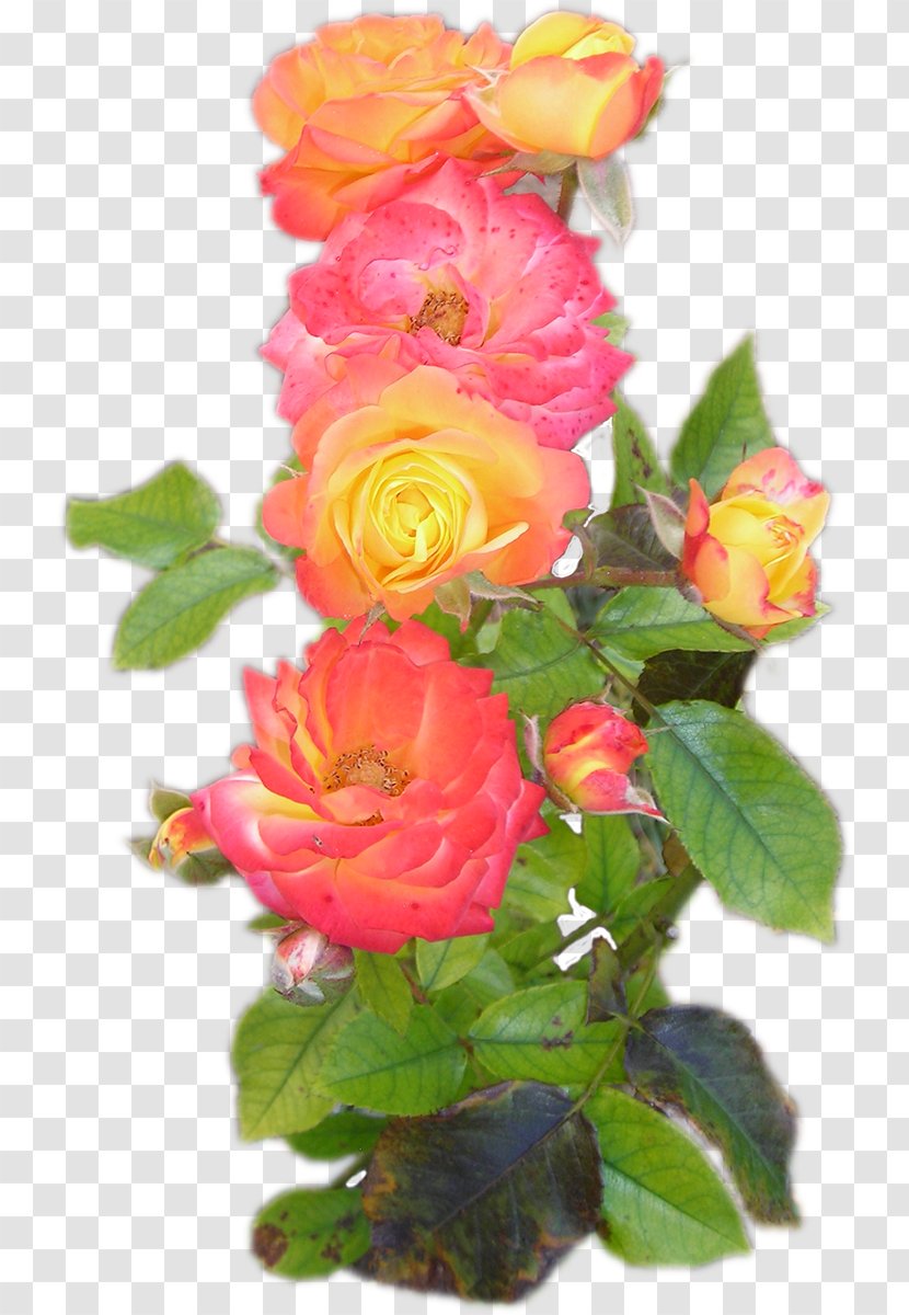 Garden Roses Cut Flowers Centifolia Memorial Rose - Floristry - Flower Transparent PNG