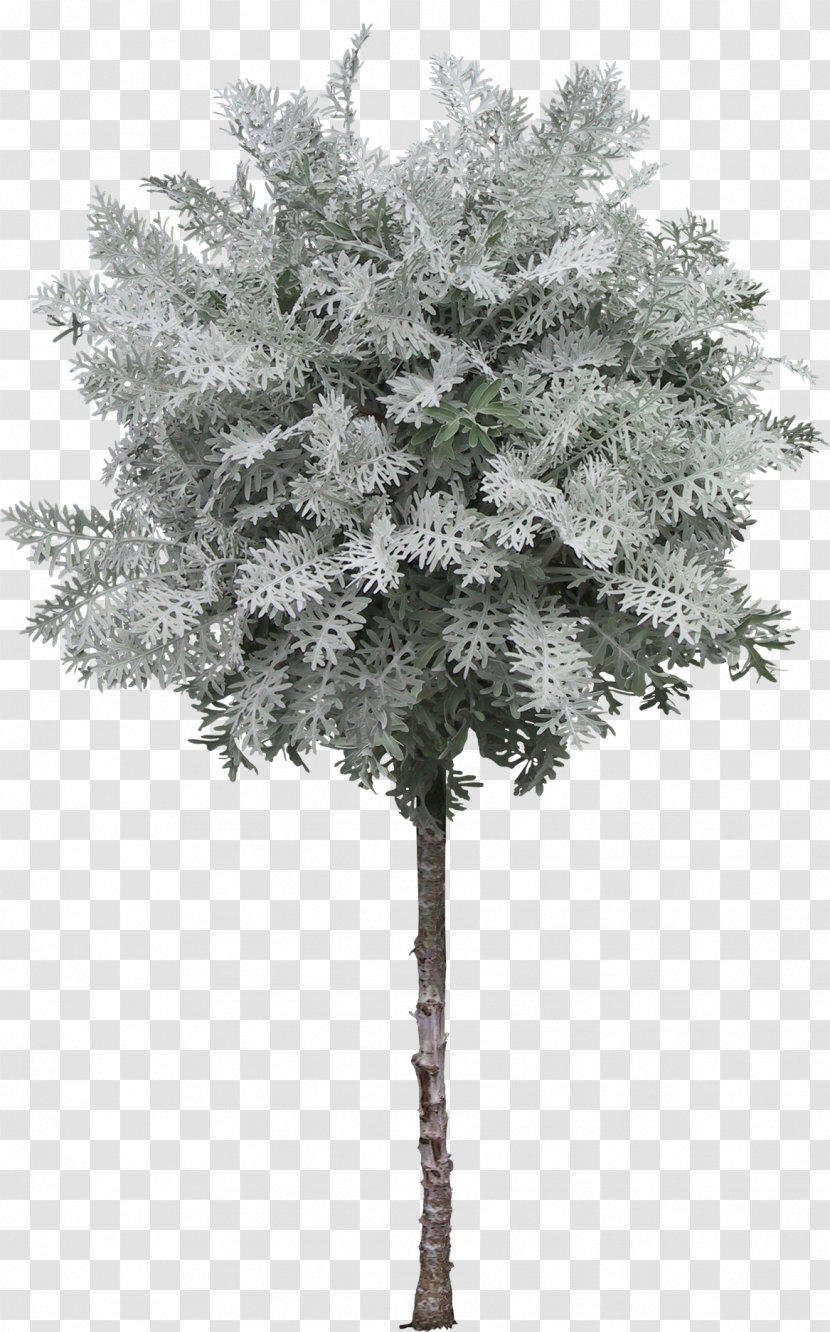 Tree Photography - Evergreen Transparent PNG