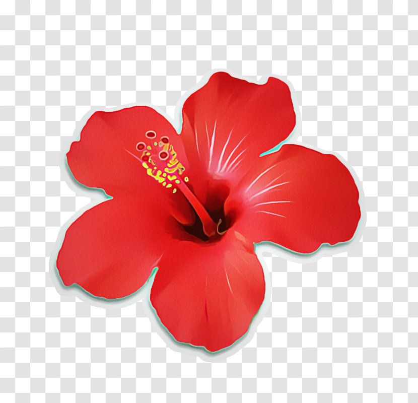 Hibiscus Flowering Plant Chinese Flower Petal - Red - Mallow Family Transparent PNG