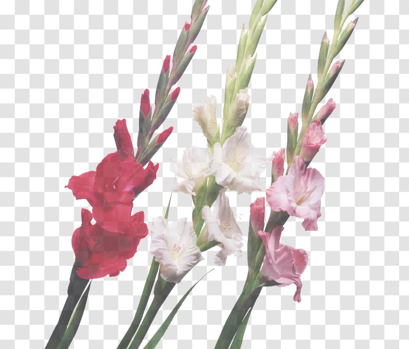 Flower Flowering Plant Gladiolus Cut Flowers - Stem - Petal Transparent PNG