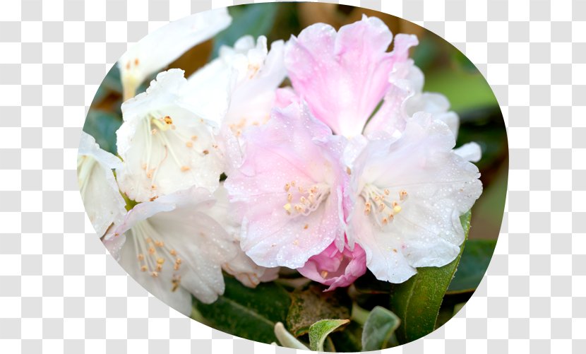 Azalea Rhododendron Pink M - Flower Symphony Transparent PNG
