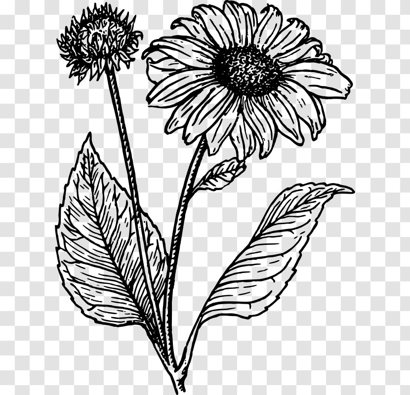 Drawing Line Art Common Sunflower Clip - Monochrome - Leaf Transparent PNG