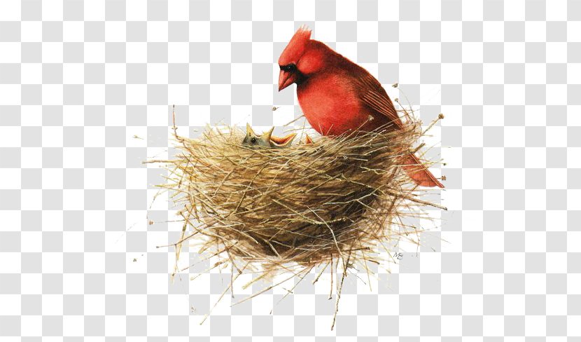 Bird Painting Drawing Illustration - Art - Bird's Nest Transparent PNG