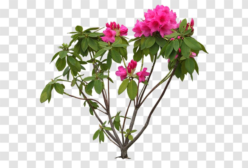 Flowering Trees And Shrubs & Clip Art - Bb-8 Transparent PNG