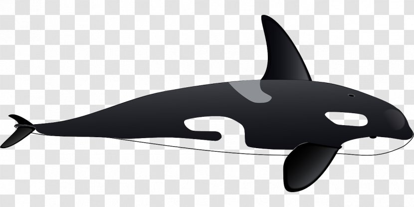 Killer Whale Dolphin Clip Art - Sea - Black Transparent PNG