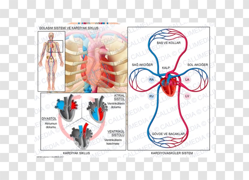 Circulatory System Cardiac Cycle Cardiology Heart Biological Transparent PNG