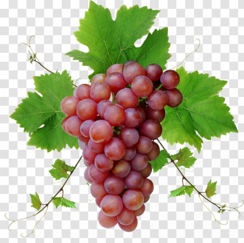 Grapevines Desktop Wallpaper High-definition Television Display Resolution - Grape Leaves - Bunch Of Grapes Transparent PNG