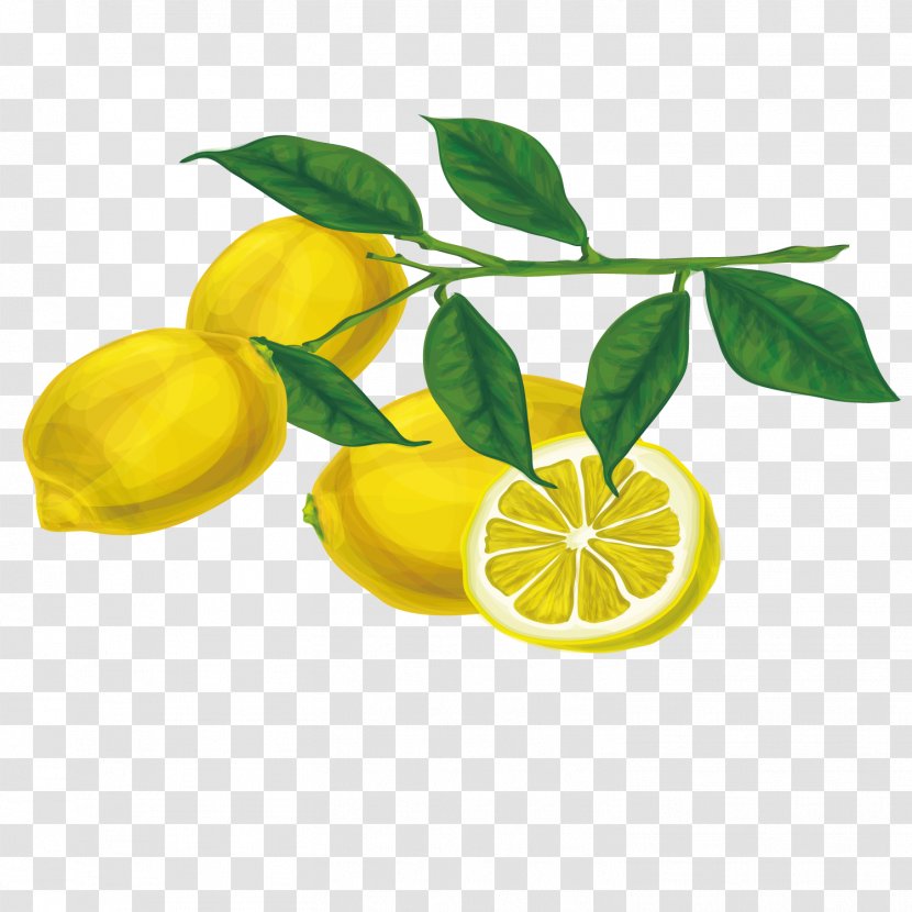 Euclidean Vector Tree Lemon - Yellow Transparent PNG