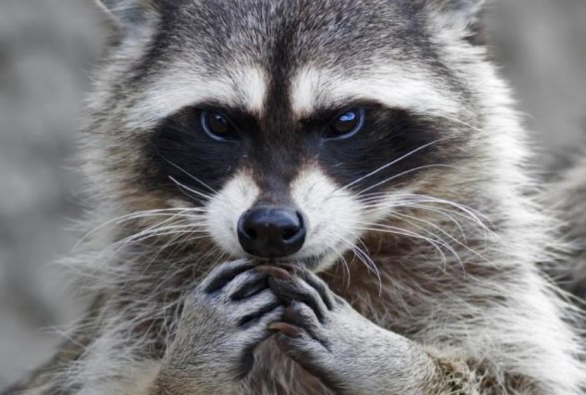 Raccoon Squirrel Dog Coyote Pet - Rabies Transparent PNG