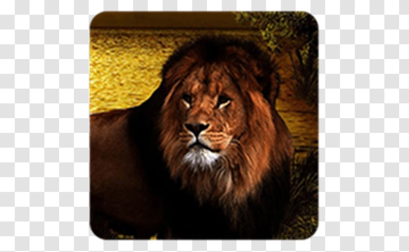 Lion Felidae Cat Tiger Roar - Mane Transparent PNG